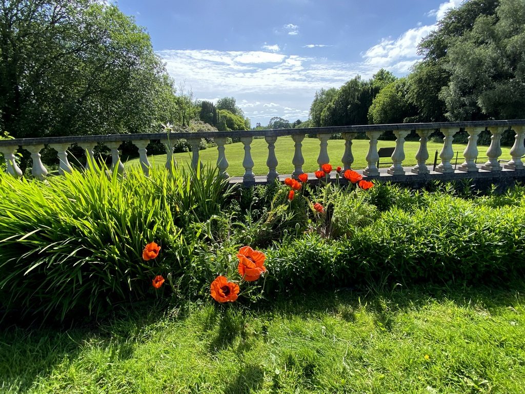 Poppies beside the balustrade overlooking Lough Erne at Castle Archdale Country Park under a blue sky